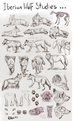 an image of different types of wolfs