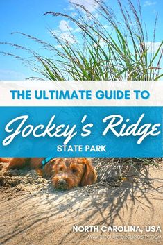 the ultimate guide to jockey's ridge state park