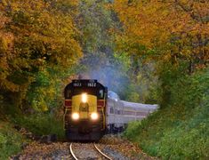 a train traveling through a lush green forest filled with fall colored trees on the tracks