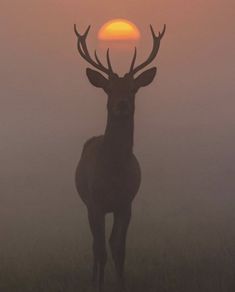 a deer standing on top of a grass covered field next to the sun in the fog