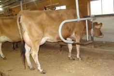 two cows are standing in a barn together