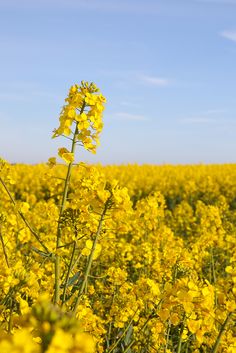 a field full of yellow flowers under a blue sky