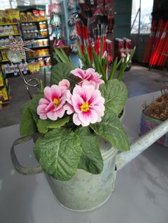 pink flowers are in a watering can on the table next to other items at a store