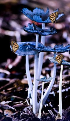 three blue flowers with butterflies on them in the dirt and leaves around them, one yellow butterfly sitting on top of it