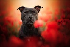 a black dog is sitting in the middle of red flowers and looking at the camera