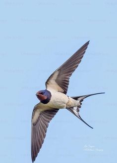 a bird flying through the air with its wings spread