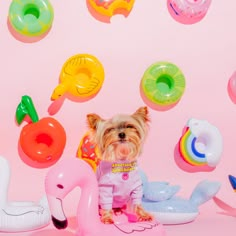 a small dog sitting on top of an inflatable flamingo and other toys