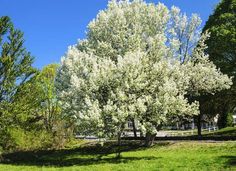 a large white tree sitting in the middle of a park