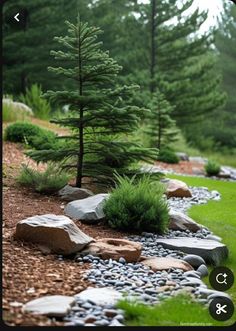 a small pine tree in the middle of some rocks and grass on a hill side