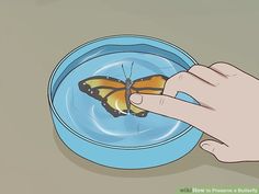 a butterfly on a plate being held by a person's hand over the edge