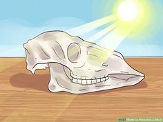 an animal's skull is shown with the sun shining in the sky behind it