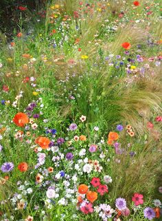 wildflowers and grasses are growing in the field