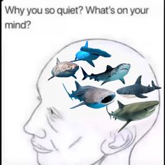 a man's head with several sharks in it and the words, why you so quiet? what's on your mind?