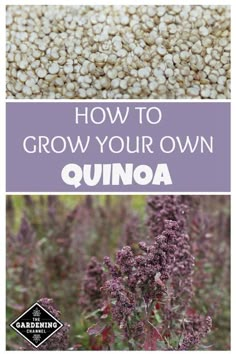 the words how to grow your own quinoa on top of an image of purple flowers