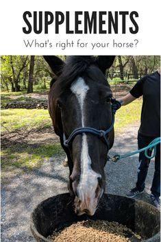 a horse that is eating some grain out of a bowl with the caption, what's right for your horse?