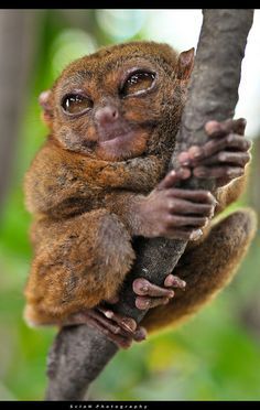 a small animal sitting on top of a tree branch