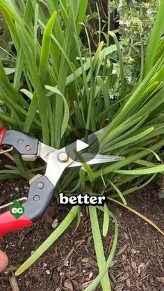 someone is cutting grass with scissors to cut it in the ground next to some plants