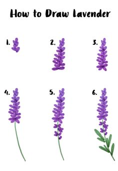 how to draw lavender flowers step by step with pictures and instructions for each flower in order