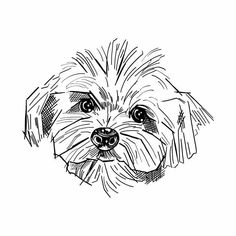 a black and white drawing of a dog's face