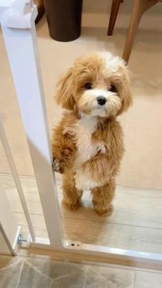 a small brown dog standing on top of a wooden floor next to a white door