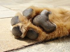 the paw of a dog that is laying down