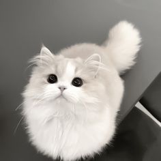 a fluffy white cat sitting on top of a table