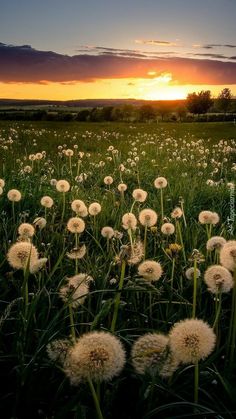 the sun is setting over a field full of dandelions