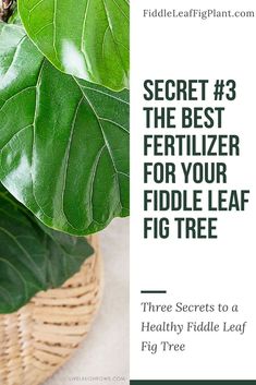 a fiddle plant with the title secret 3 the best fertilizer for your fiddle leaf fig tree