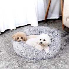 two small dogs laying in a dog bed on the floor