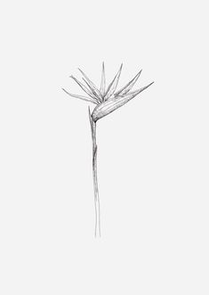 a pencil drawing of a flower on a white background