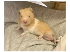 a brown and white hamster sitting on top of a couch