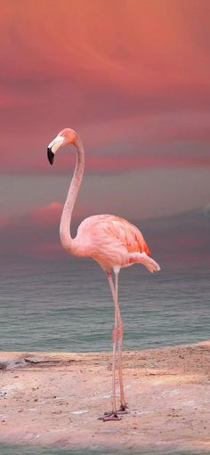 a pink flamingo standing on top of a sandy beach next to the ocean at sunset