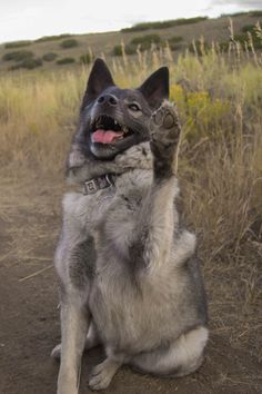 a dog sitting in the middle of a dirt road with its paws up and it's mouth wide open