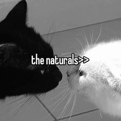 two black and white cats face to face with the caption, the naturals