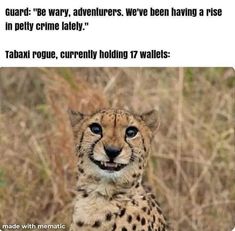 a cheetah looking at the camera with an interesting caption