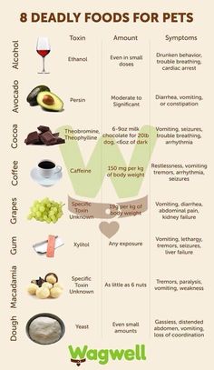 an info sheet with different types of food