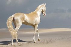 a white horse standing on top of a sandy beach next to the ocean with dark clouds in the background