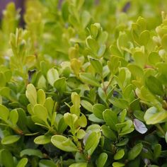 a bush with small green leaves on it