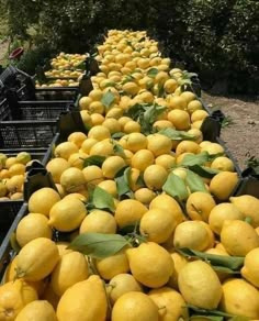 many lemons are lined up in black bins