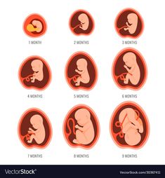 different stages of the baby's development from birth to 3 months old in an orange circle