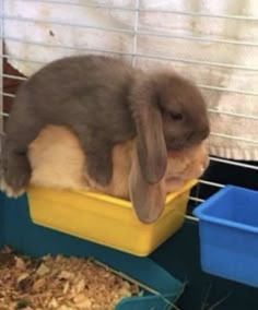 a gray and white rabbit sitting on top of a yellow container in a cage with hay