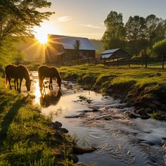 two horses drinking water from a stream in front of a barn and trees at sunset