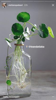 a plant in a glass bottle with water and plants growing out of the top one