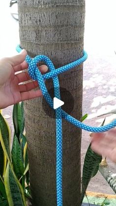 a person is tying a blue rope around a palm tree