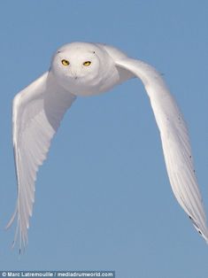 a white bird with yellow eyes flying in the sky