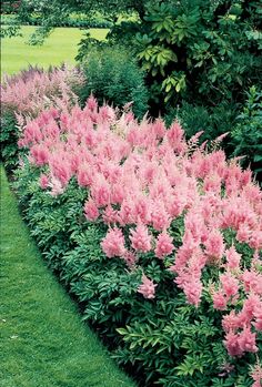 pink flowers line the side of a long row of bushes in front of a green field