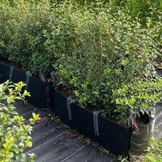 several plants are growing in black plastic containers on the ground near some bushes and trees