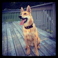 a dog sitting on a wooden deck with its tongue out and it's tongue hanging out