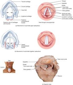 the anatomy of the head and neck, with labels on each side showing different parts