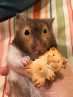 a hamster holding a piece of bread in it's hand